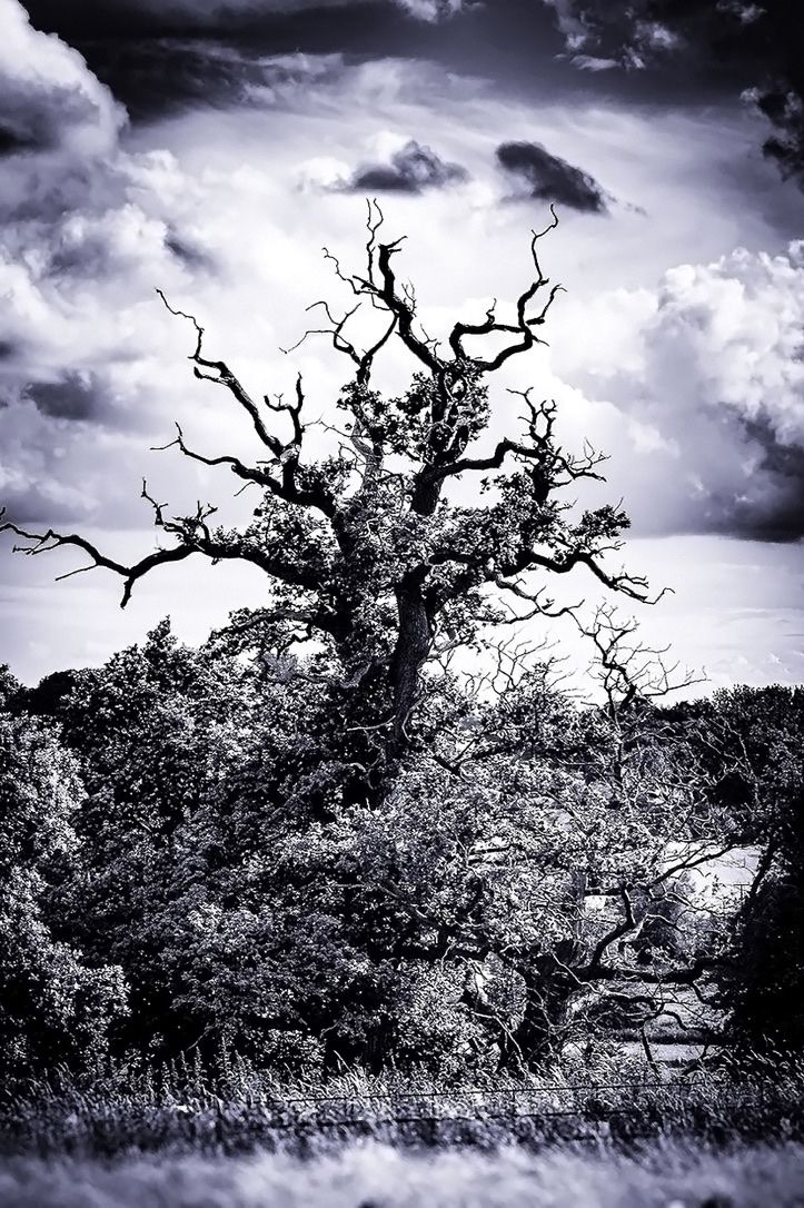 Dramatic black and white oak tree wall art print
