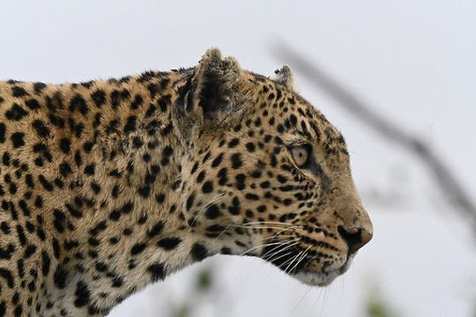 Close-up profile portrait of a leopard, nature photography