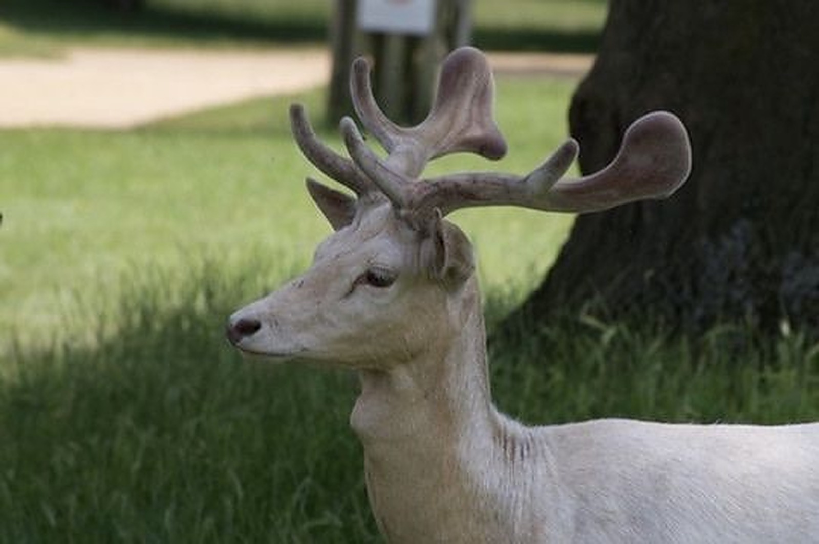 Pale stag with antlers standing among parkland trees, nature photography