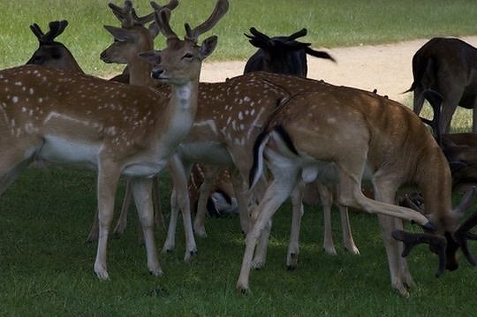 Herd of fallow deer gathered together in parkland, nature photography
