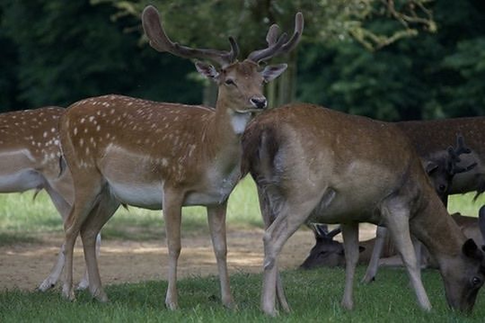 Two fallow deer stags standing close together in parkland, nature photography
