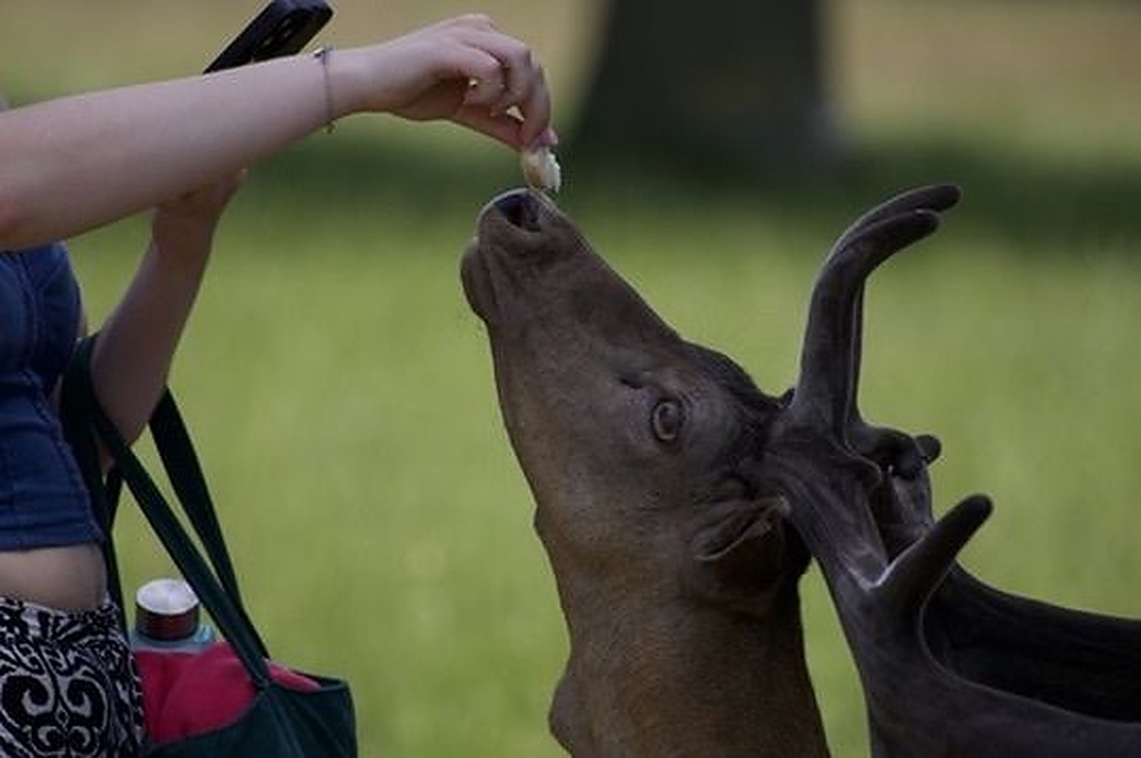Visitor hand-feeding a deer in parkland, nature photography
