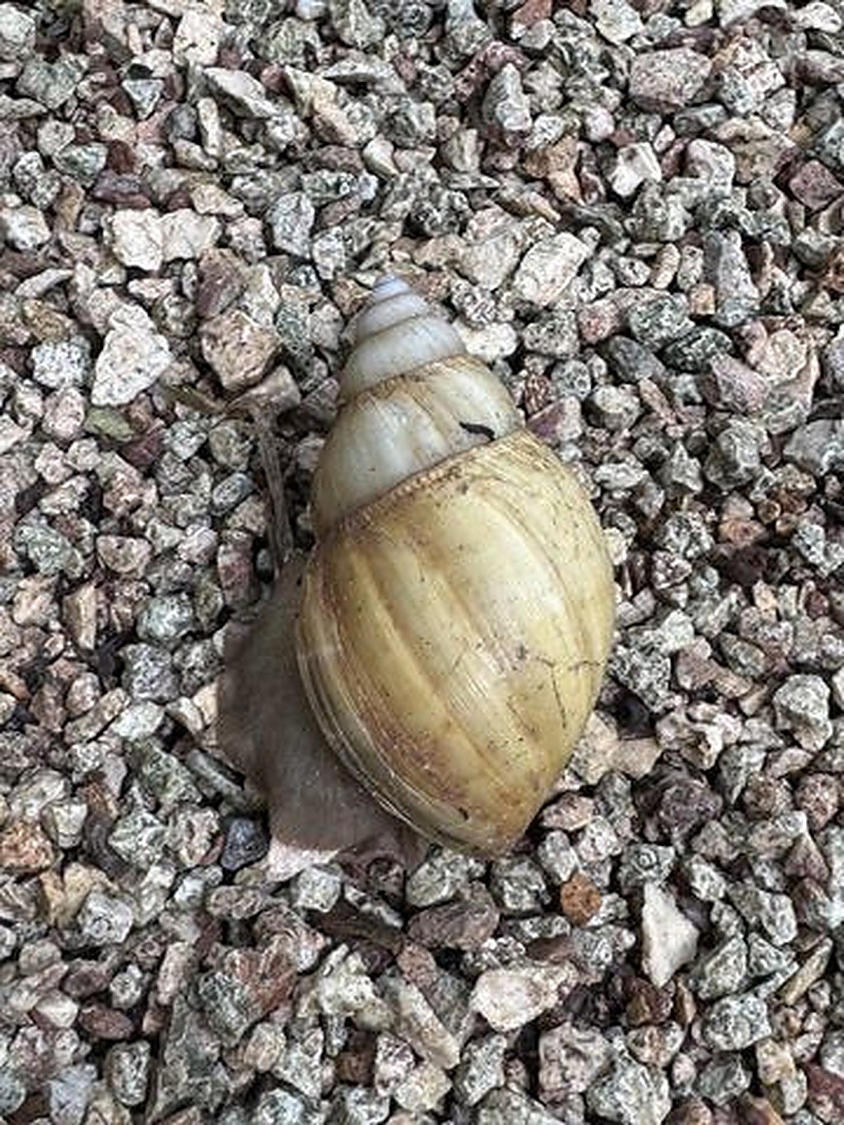 Macro close-up of a garden snail on gravel, nature photography