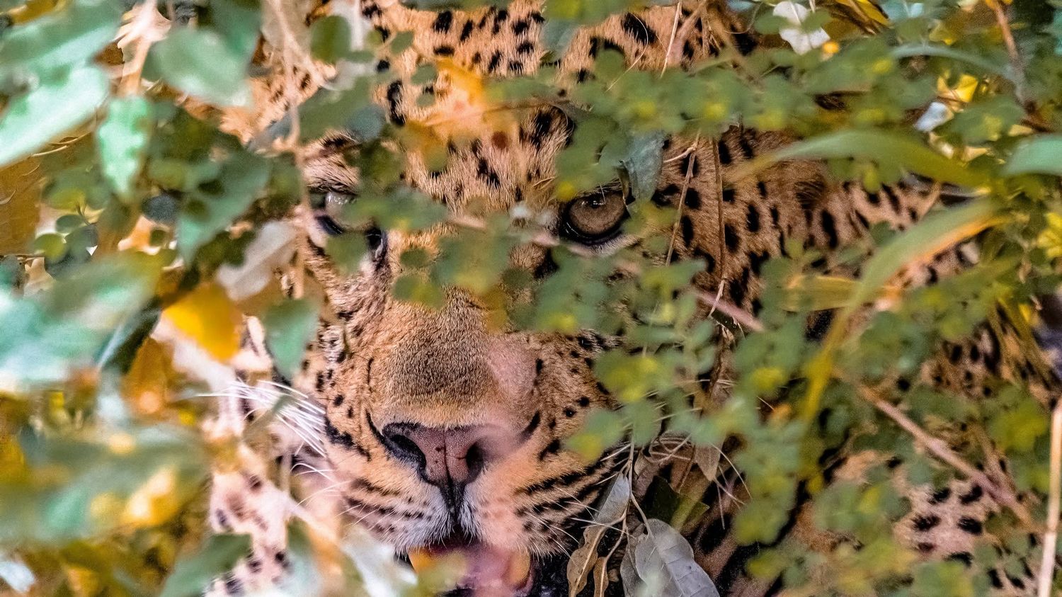 Leopard partially hidden among green leaves, nature photography