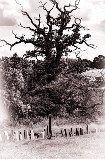 Sepia dead tree over grave markers wall art print