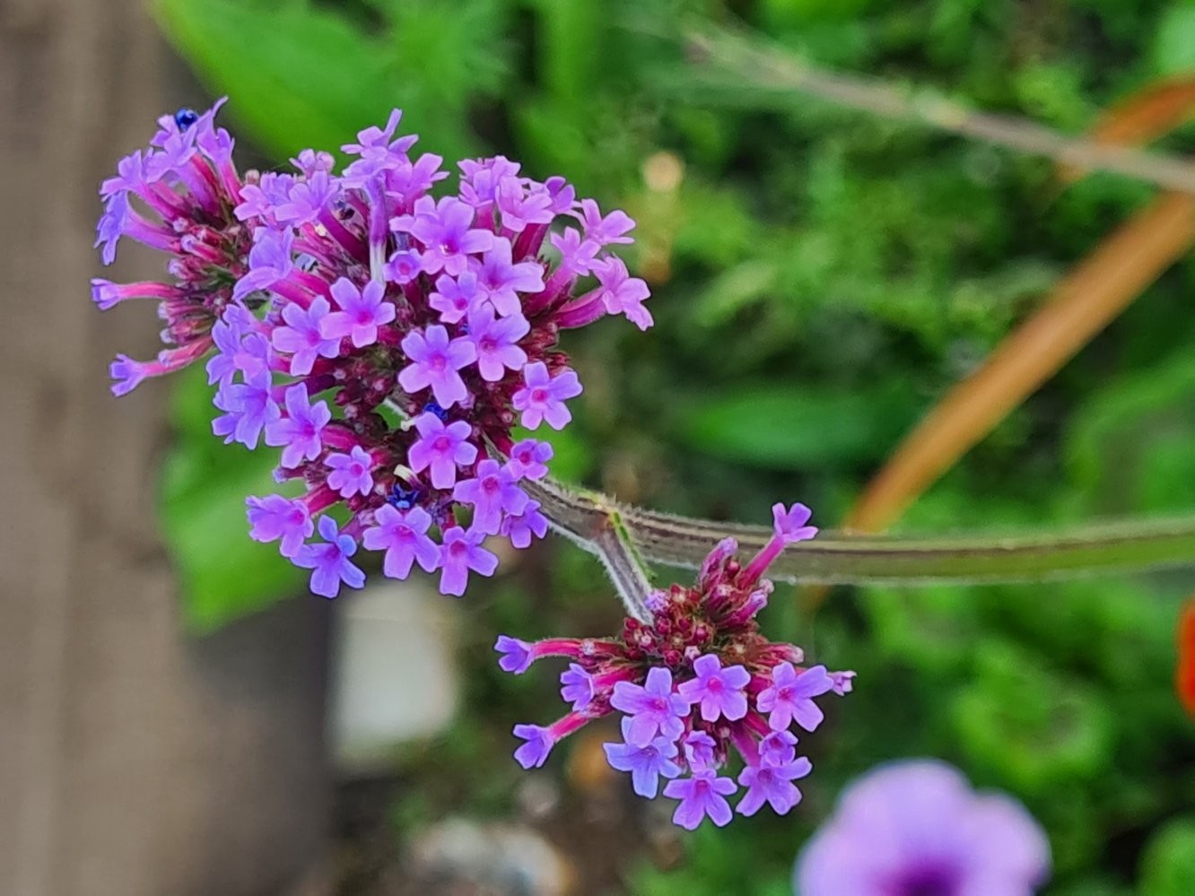 Purple verbena flower macro wall art print
