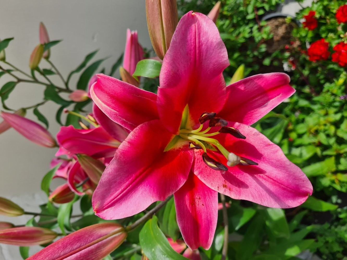 Crimson lily flower wall art print