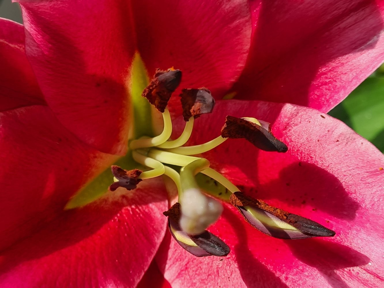 Macro close-up of lily stamens wall art print