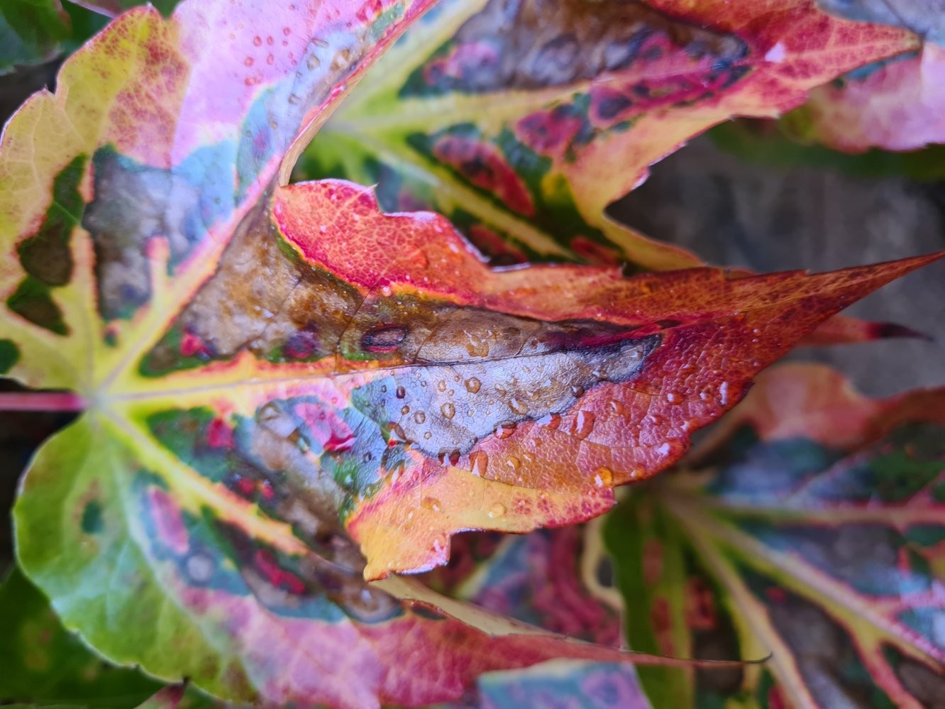 Autumn leaf with raindrops wall art print