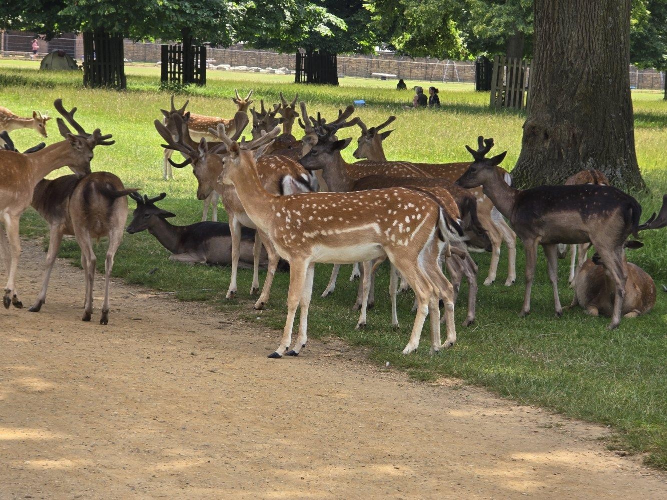Fallow deer herd resting in parkland wall art print