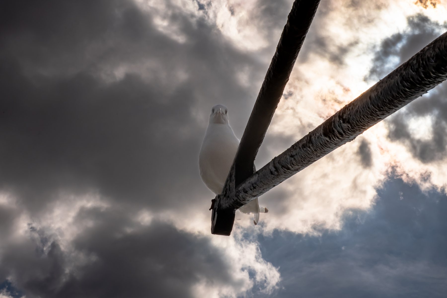 Seagull perched on ship rigging against a dramatic cloudy sky, nature photography, London